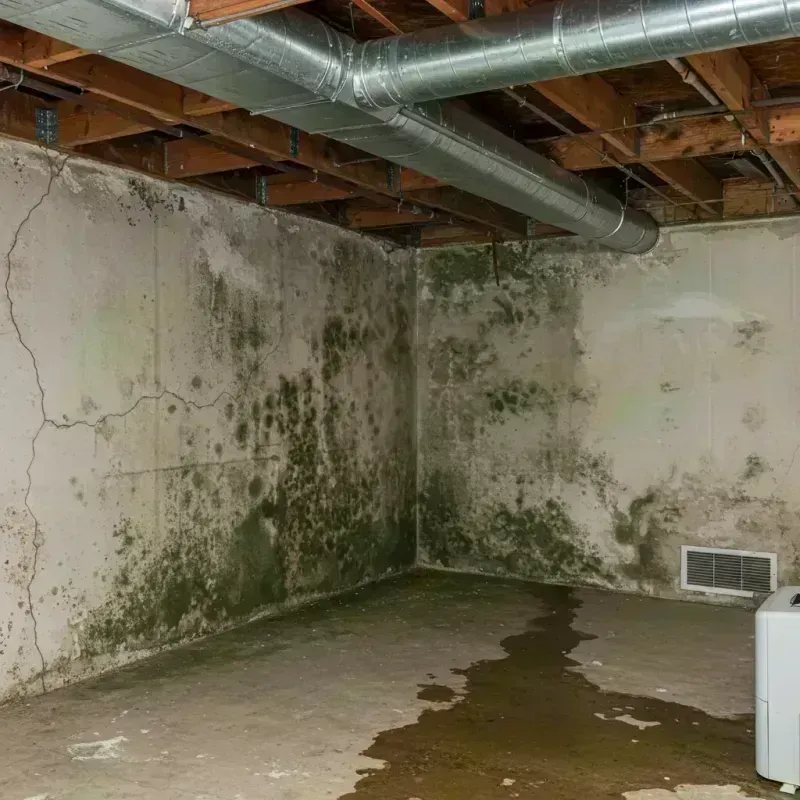 Professional Mold Removal in Golconda, IL